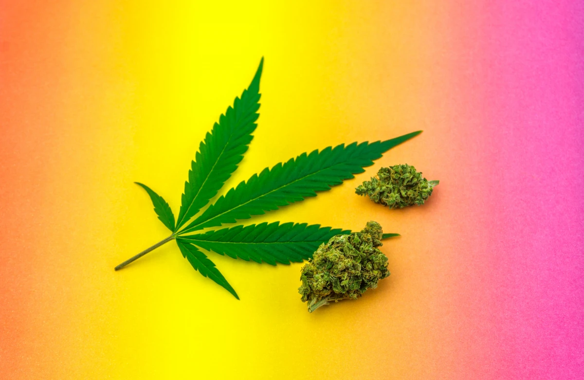 Légalisation du cannabis : enjeux et statut juridique